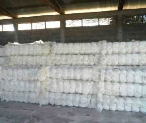 Sisal Fiber Grade UG For Sale